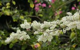 Hà Nội đẹp lạ lùng trong màu trắng hoa sưa